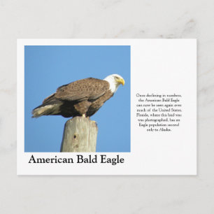 American Bald Eagle Postkarte