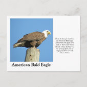 American Bald Eagle Postkarte (Vorderseite)