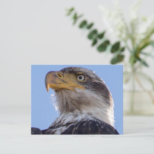 American Bald Eagle Postkarte (Stehend Vorderseite)