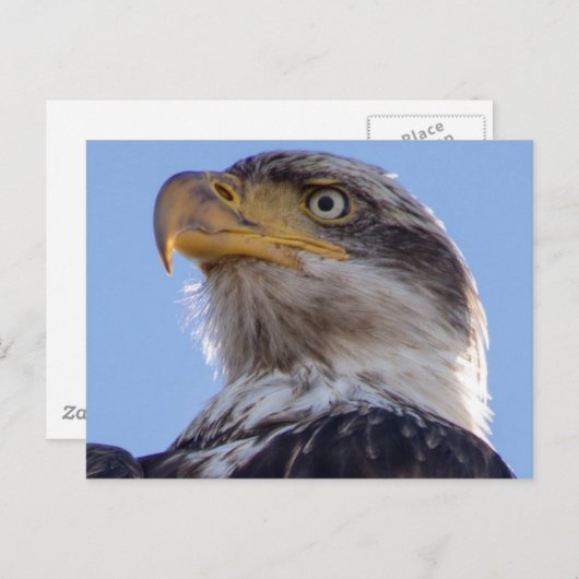 American Bald Eagle Postkarte (Vorne/Hinten)