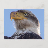 American Bald Eagle Postkarte (Vorderseite)