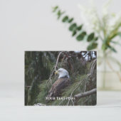 American Bald Eagle Postkarte (Stehend Vorderseite)
