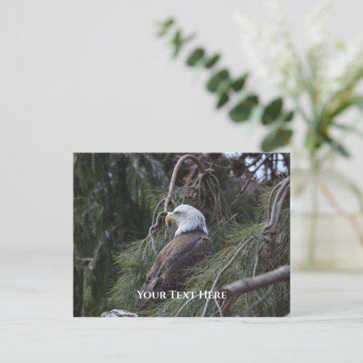 American Bald Eagle Postkarte (Stehend Vorderseite)