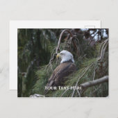 American Bald Eagle Postkarte (Vorne/Hinten)