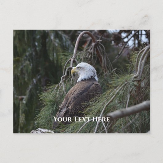 American Bald Eagle Postkarte (Vorderseite)