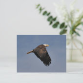 American Bald Eagle Postkarte (Stehend Vorderseite)