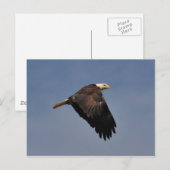 American Bald Eagle Postkarte (Vorne/Hinten)