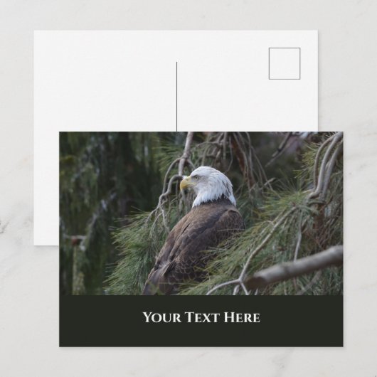 American Bald Eagle Postkarte (Vorne/Hinten)
