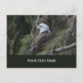 American Bald Eagle Postkarte (Vorderseite)