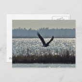 American Bald Eagle Postkarte (Vorne/Hinten)