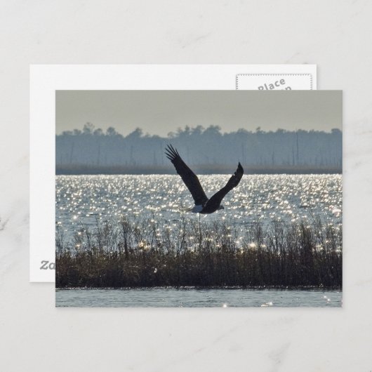 American Bald Eagle Postkarte (Vorne/Hinten)