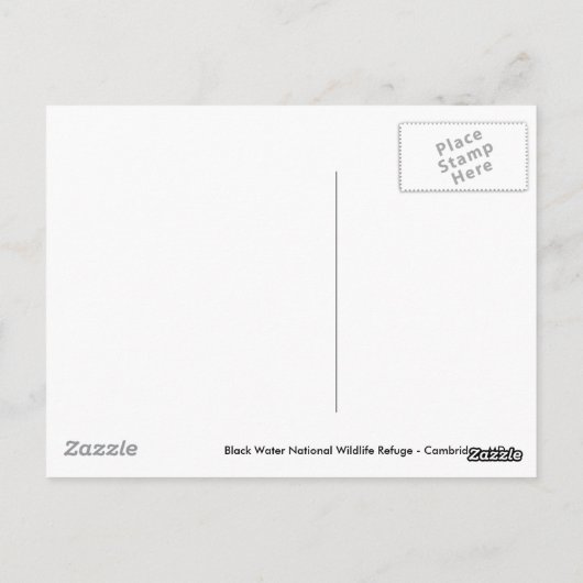 American Bald Eagle Postkarte (Rückseite)