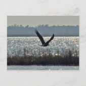 American Bald Eagle Postkarte (Vorderseite)