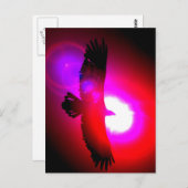 American Bald Eagle Postkarte (Vorne/Hinten)
