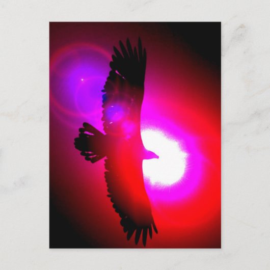 American Bald Eagle Postkarte (Vorderseite)