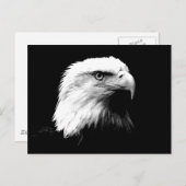 American Bald Eagle Postkarte (Vorne/Hinten)