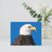American Bald Eagle Postkarte (Stehend Vorderseite)