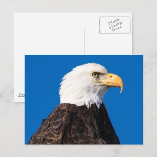 American Bald Eagle Postkarte (Vorne/Hinten)