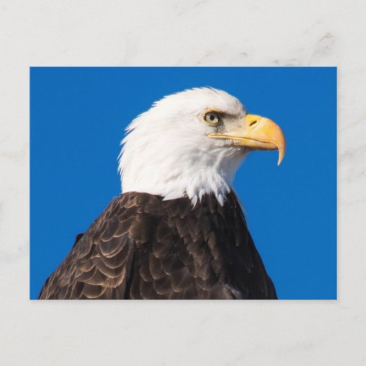 American Bald Eagle Postkarte (Vorderseite)