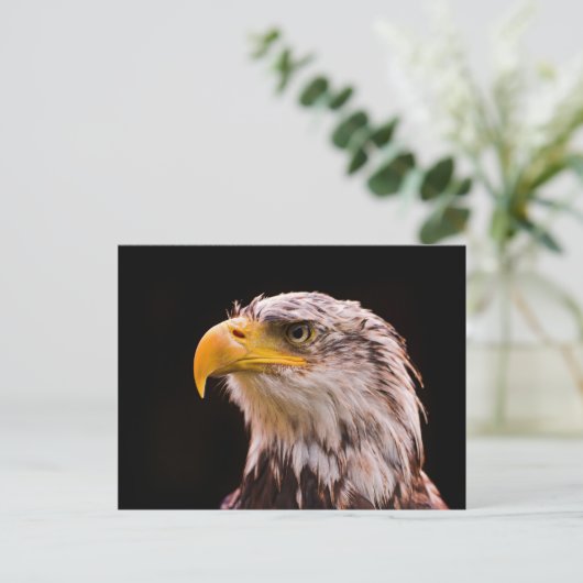American Bald Eagle Postkarte (Stehend Vorderseite)