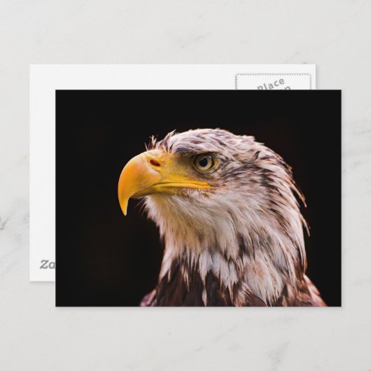 American Bald Eagle Postkarte (Vorne/Hinten)