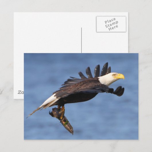 American Bald Eagle Postkarte (Vorne/Hinten)