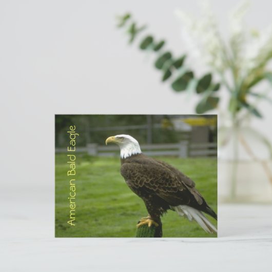 American Bald Eagle Postkarte (Stehend Vorderseite)