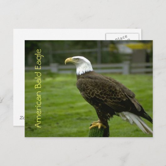 American Bald Eagle Postkarte (Vorne/Hinten)