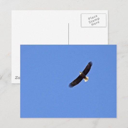 American Bald Eagle Postkarte (Vorne/Hinten)