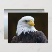 American Bald Eagle Postkarte (Vorne/Hinten)