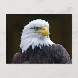 American Bald Eagle Postkarte