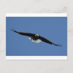 American Bald Eagle Postkarte