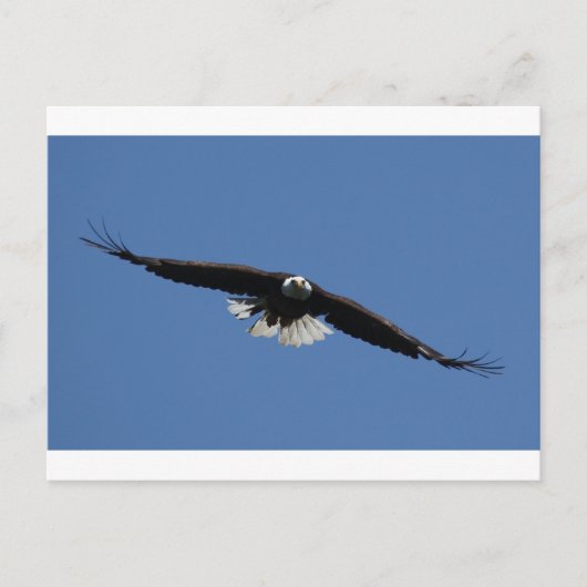 American Bald Eagle Postkarte (Vorderseite)