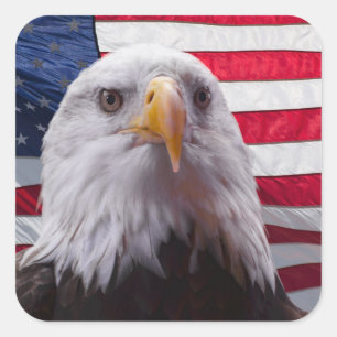 American Bald Eagle Quadratischer Aufkleber