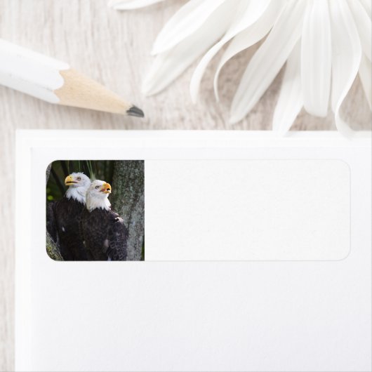 American Bald Eagle Rücksendeadressen-Aufkleber (Insitu)