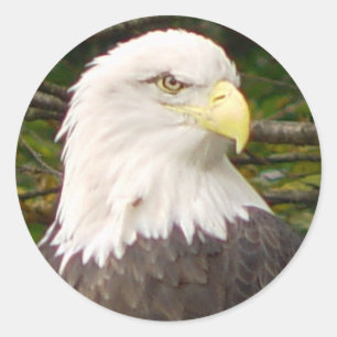American Bald Eagle Sticker