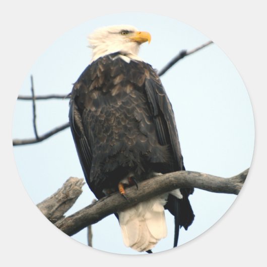 American Bald Eagle Sticker (Vorderseite)