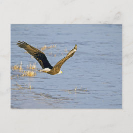 American Bald Eagle VI Postcard Postkarte