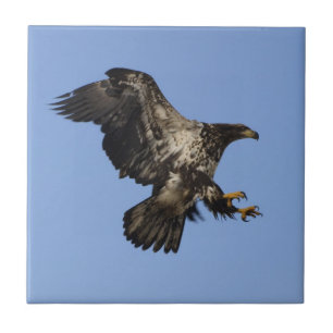 American Bald Eagle Wildlife Tile Fliese