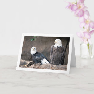 American Bald Eagles Portrait Karte