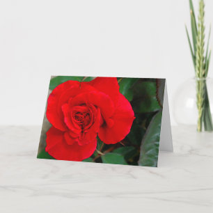 American Beauty Birthday Karte