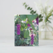 American Beautyberry # 1 Postkarte (Stehend Vorderseite)