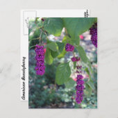 American Beautyberry # 1 Postkarte (Vorne/Hinten)