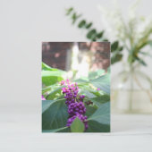 American Beautyberry # 3 Postkarte (Stehend Vorderseite)