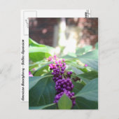 American Beautyberry # 3 Postkarte (Vorne/Hinten)
