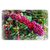 American Beautyberry at Bok Tower Gardens Florida Magnet (Horizontal)