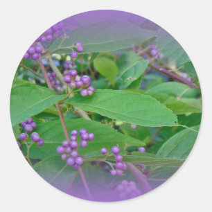 American Beautyberry (Callicarpa americana) Runder Aufkleber