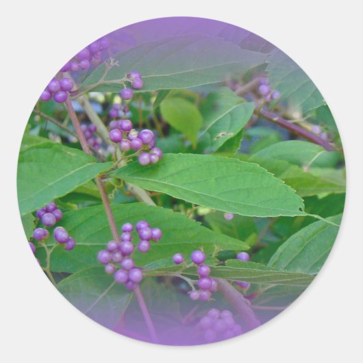 American Beautyberry (Callicarpa americana) Runder Aufkleber (Vorderseite)