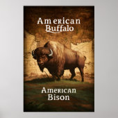 American Bison auf Karte Poster (Vorne)