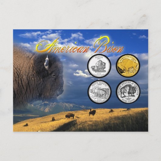 American Bison auf Münzen Postkarte (Vorderseite)
